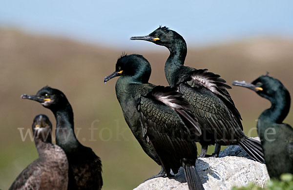 Krähenscharbe (Phalacrocorax aristotelis)