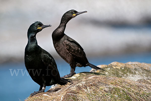 Krähenscharbe (Phalacrocorax aristotelis)