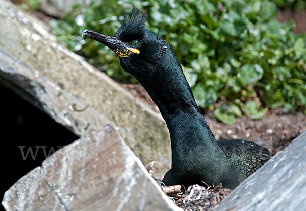 Krähenscharbe (Phalacrocorax aristotelis)