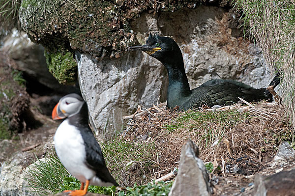 Krähenscharbe (Phalacrocorax aristotelis)