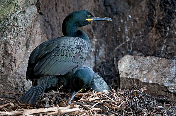 Krähenscharbe (Phalacrocorax aristotelis)