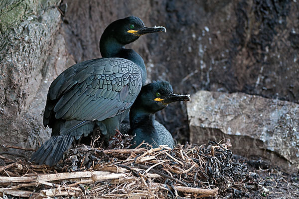 Krähenscharbe (Phalacrocorax aristotelis)