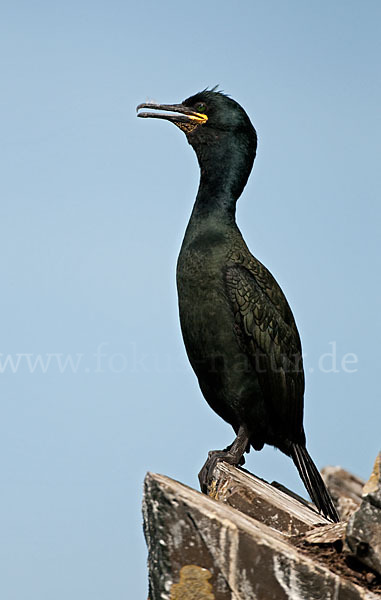 Krähenscharbe (Phalacrocorax aristotelis)