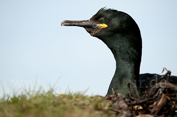 Krähenscharbe (Phalacrocorax aristotelis)