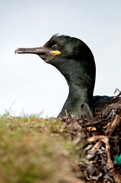 Krähenscharbe (Phalacrocorax aristotelis)