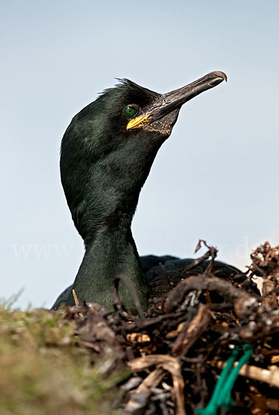 Krähenscharbe (Phalacrocorax aristotelis)