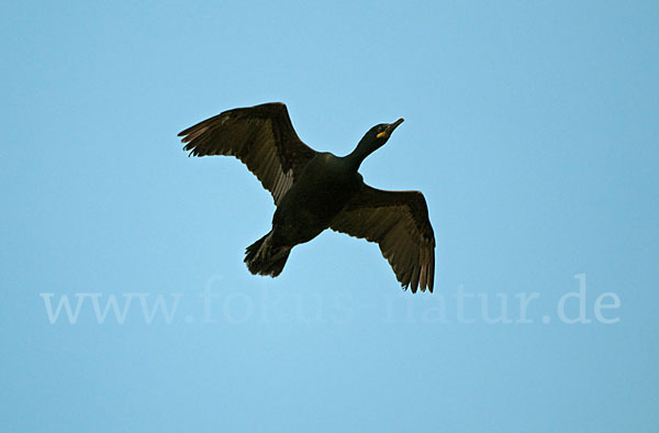 Krähenscharbe (Phalacrocorax aristotelis)