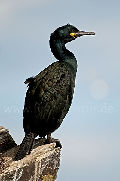 Krähenscharbe (Phalacrocorax aristotelis)