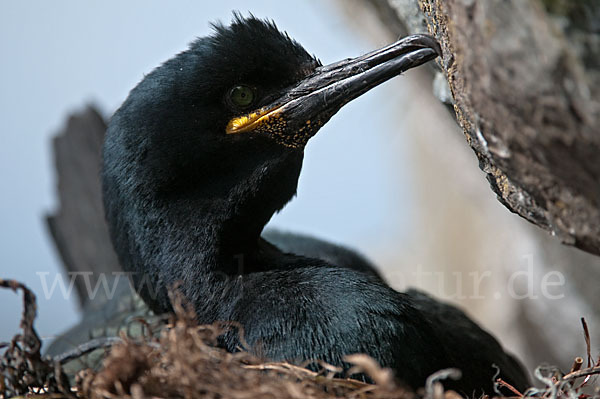 Krähenscharbe (Phalacrocorax aristotelis)