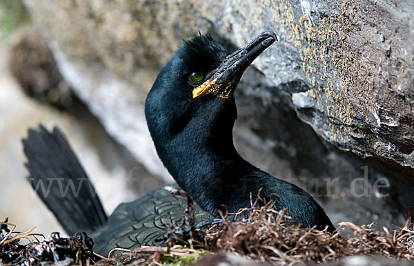 Krähenscharbe (Phalacrocorax aristotelis)