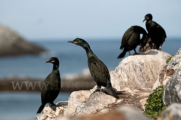 Krähenscharbe (Phalacrocorax aristotelis)