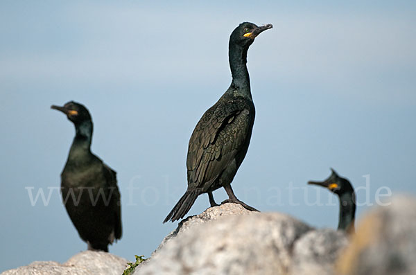 Krähenscharbe (Phalacrocorax aristotelis)