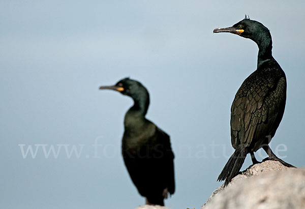 Krähenscharbe (Phalacrocorax aristotelis)