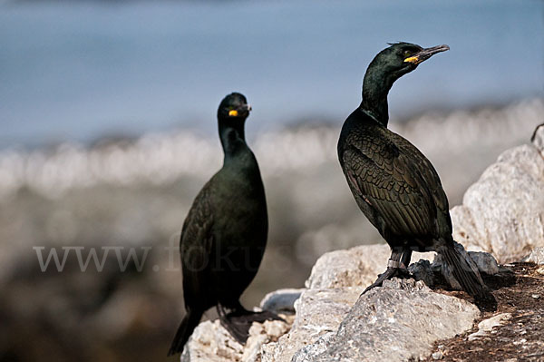 Krähenscharbe (Phalacrocorax aristotelis)