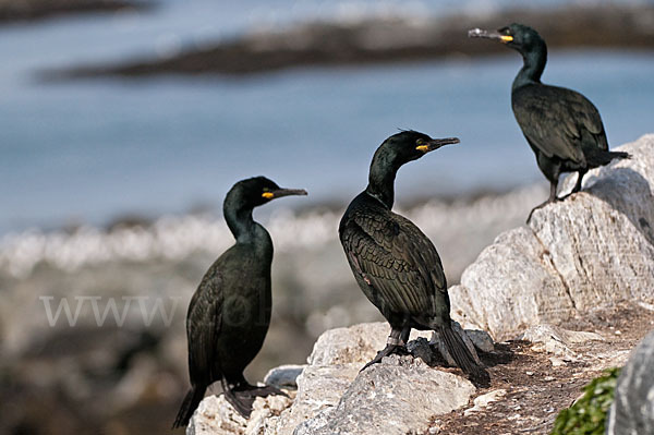 Krähenscharbe (Phalacrocorax aristotelis)