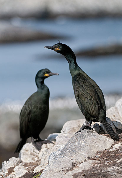 Krähenscharbe (Phalacrocorax aristotelis)