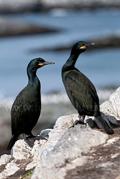 Krähenscharbe (Phalacrocorax aristotelis)