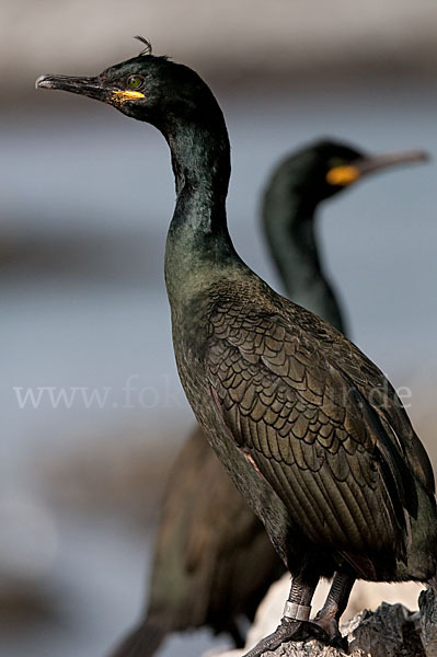 Krähenscharbe (Phalacrocorax aristotelis)