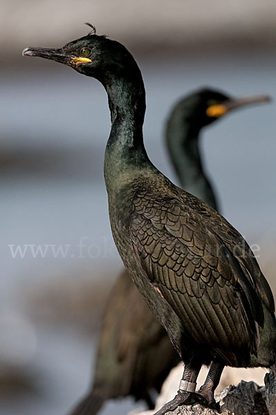 Krähenscharbe (Phalacrocorax aristotelis)