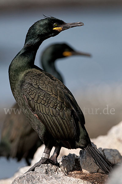 Krähenscharbe (Phalacrocorax aristotelis)