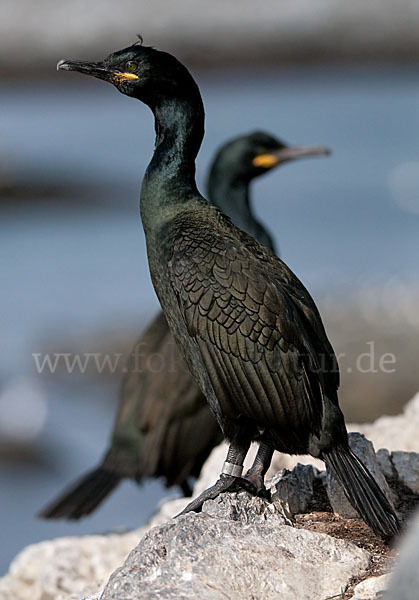 Krähenscharbe (Phalacrocorax aristotelis)