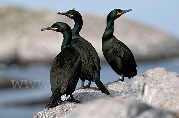 Krähenscharbe (Phalacrocorax aristotelis)