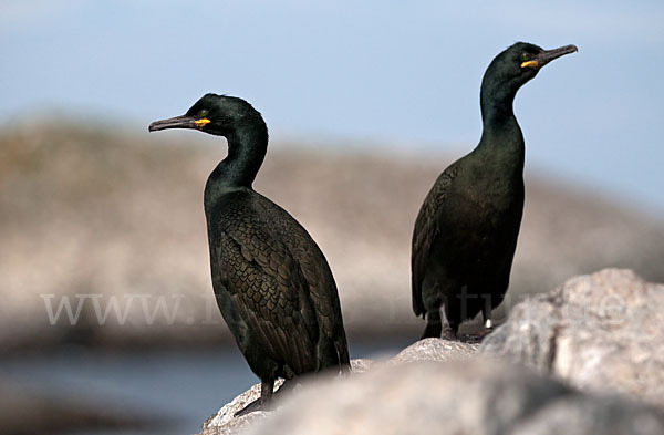 Krähenscharbe (Phalacrocorax aristotelis)