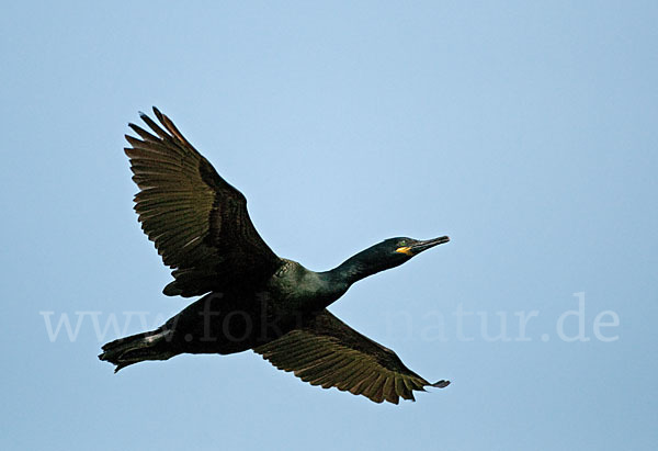 Krähenscharbe (Phalacrocorax aristotelis)