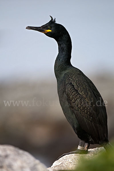 Krähenscharbe (Phalacrocorax aristotelis)