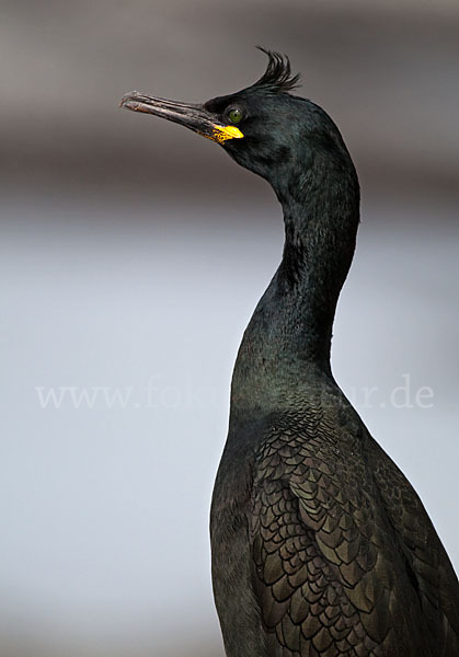 Krähenscharbe (Phalacrocorax aristotelis)