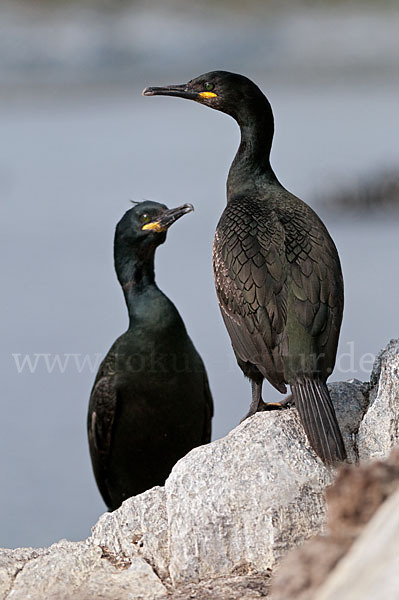 Krähenscharbe (Phalacrocorax aristotelis)