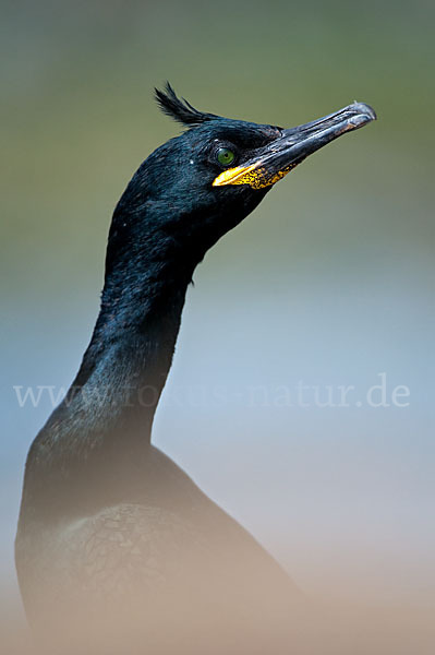 Krähenscharbe (Phalacrocorax aristotelis)