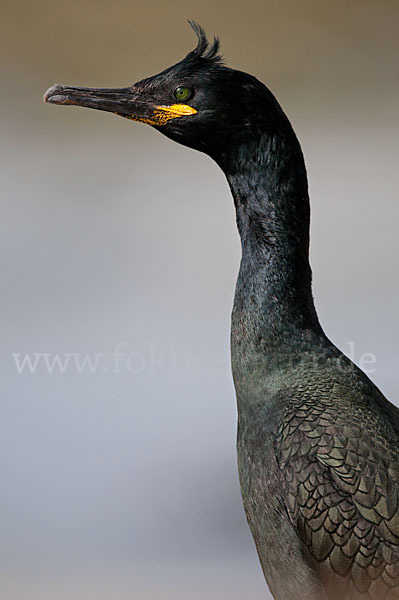 Krähenscharbe (Phalacrocorax aristotelis)