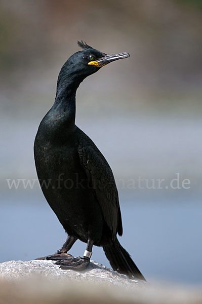 Krähenscharbe (Phalacrocorax aristotelis)