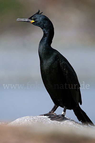 Krähenscharbe (Phalacrocorax aristotelis)