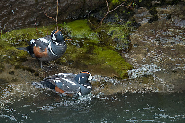 Kragenente (Histrionicus histrionicus)