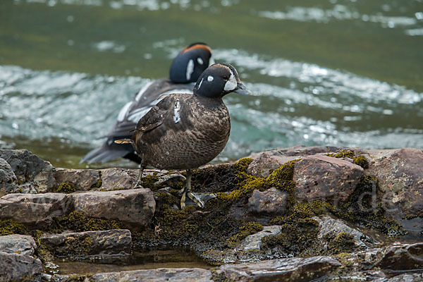 Kragenente (Histrionicus histrionicus)