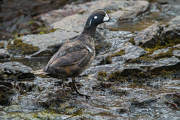 Kragenente (Histrionicus histrionicus)