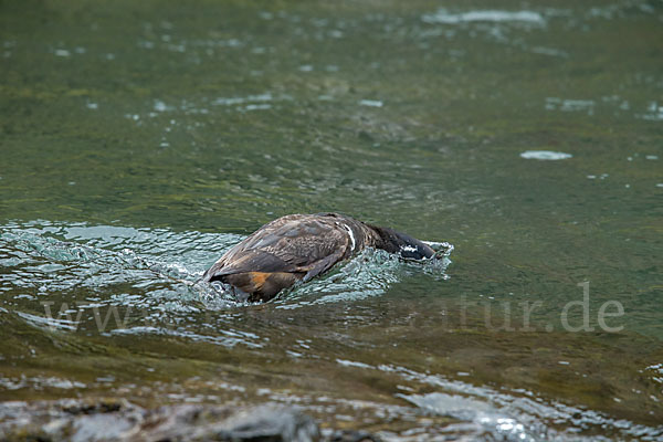 Kragenente (Histrionicus histrionicus)