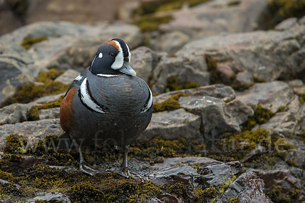 Kragenente (Histrionicus histrionicus)