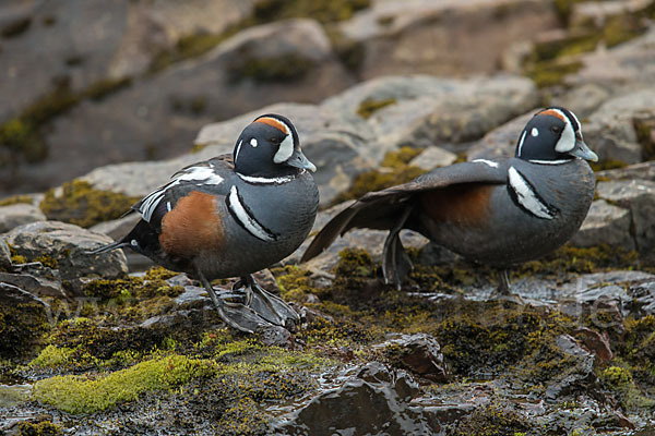 Kragenente (Histrionicus histrionicus)