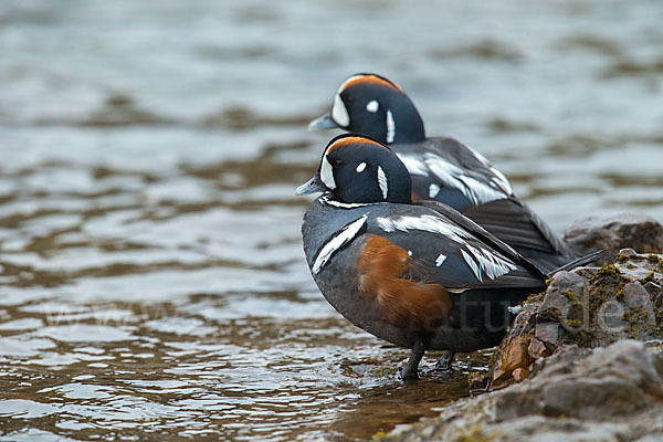 Kragenente (Histrionicus histrionicus)