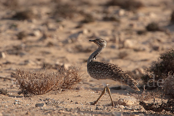 Kragentrappe (Chlamydotis undulata fuerteventurae)