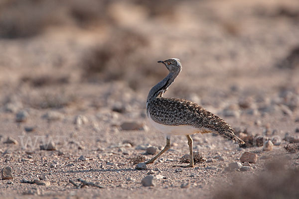 Kragentrappe (Chlamydotis undulata fuerteventurae)