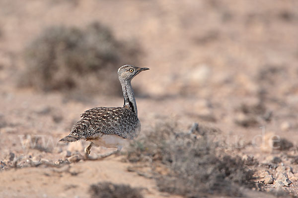 Kragentrappe (Chlamydotis undulata fuerteventurae)