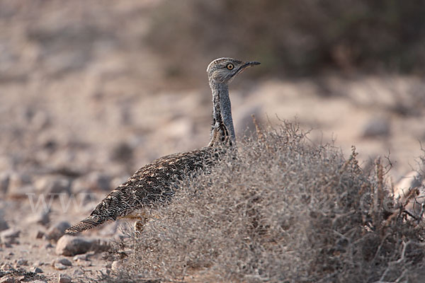 Kragentrappe (Chlamydotis undulata fuerteventurae)