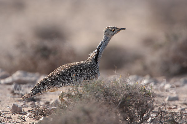 Kragentrappe (Chlamydotis undulata fuerteventurae)