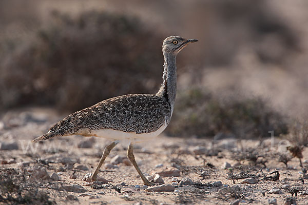 Kragentrappe (Chlamydotis undulata fuerteventurae)