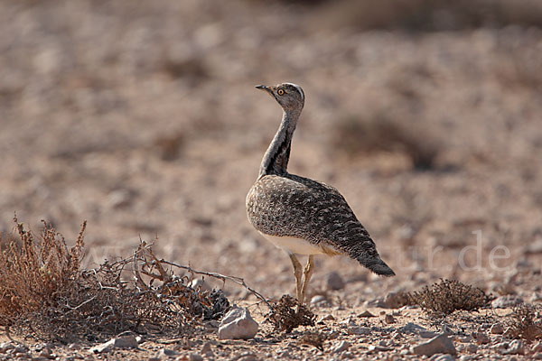 Kragentrappe (Chlamydotis undulata fuerteventurae)