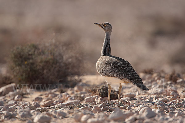 Kragentrappe (Chlamydotis undulata fuerteventurae)